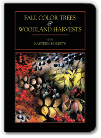 Fall Color Trees and Woodland Harvest DVD
